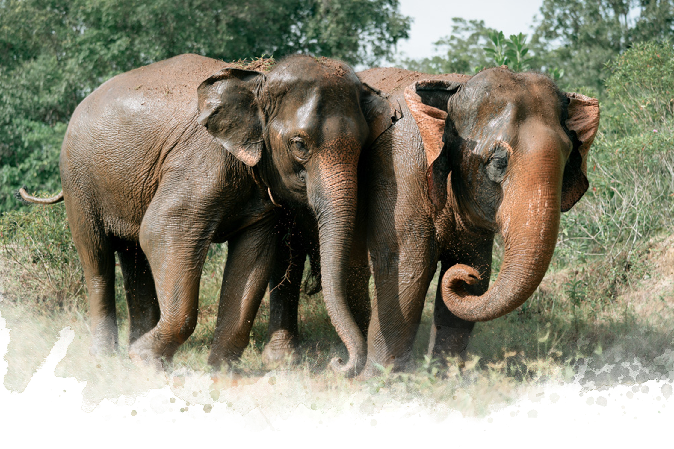 Our Sanctuary - Phuket Elephant Sanctuary